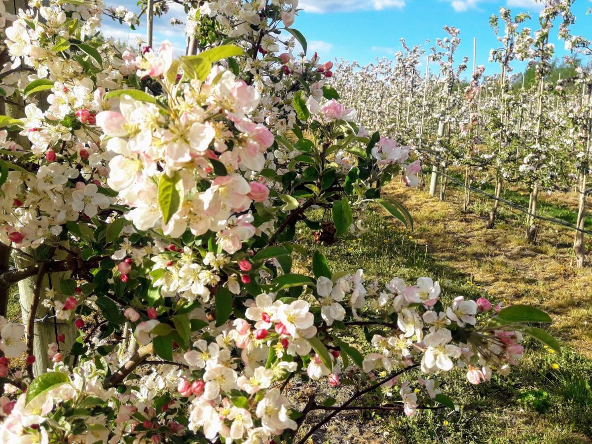 Broesarp Kaellagarden Stora Gardslaegenheten Brösarp Exterior foto